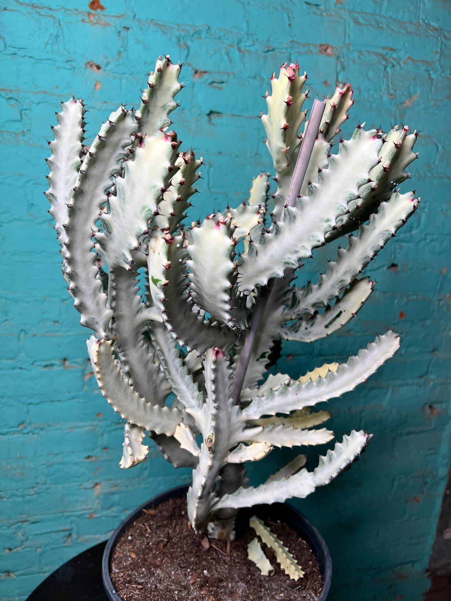 Euphorbia Trigonia Variegated 10”