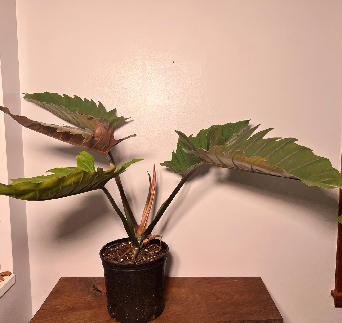 Philodendron Choco Empress 10” (17” leaves)