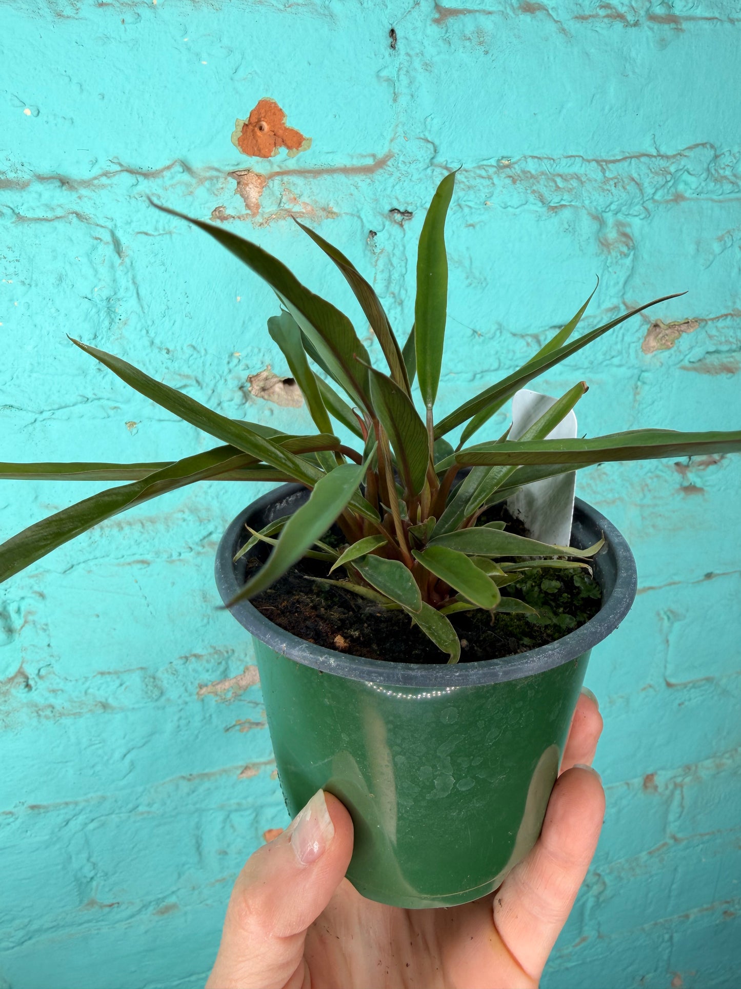 Philodendron Carmel Pluto  4”