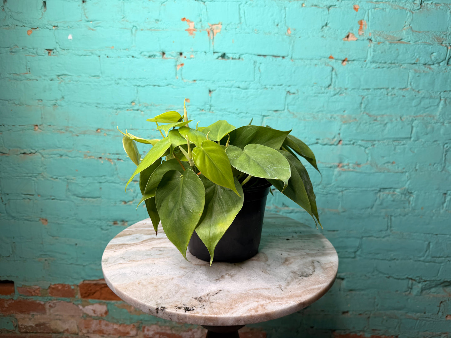 Philodendron Heart Leaf 6”