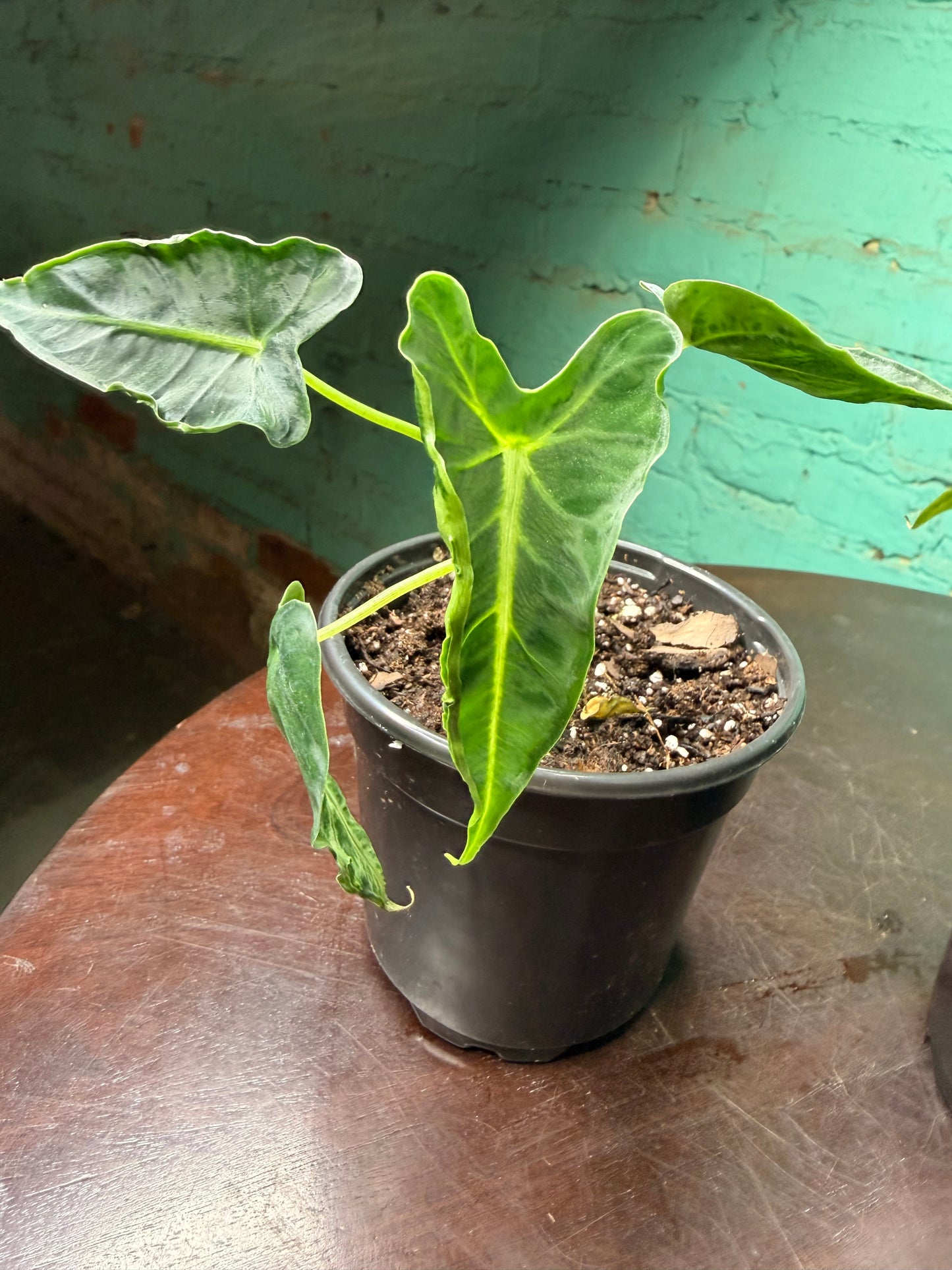 Alocasia Micholitziana ‘Frydek Tattoo’ 4”