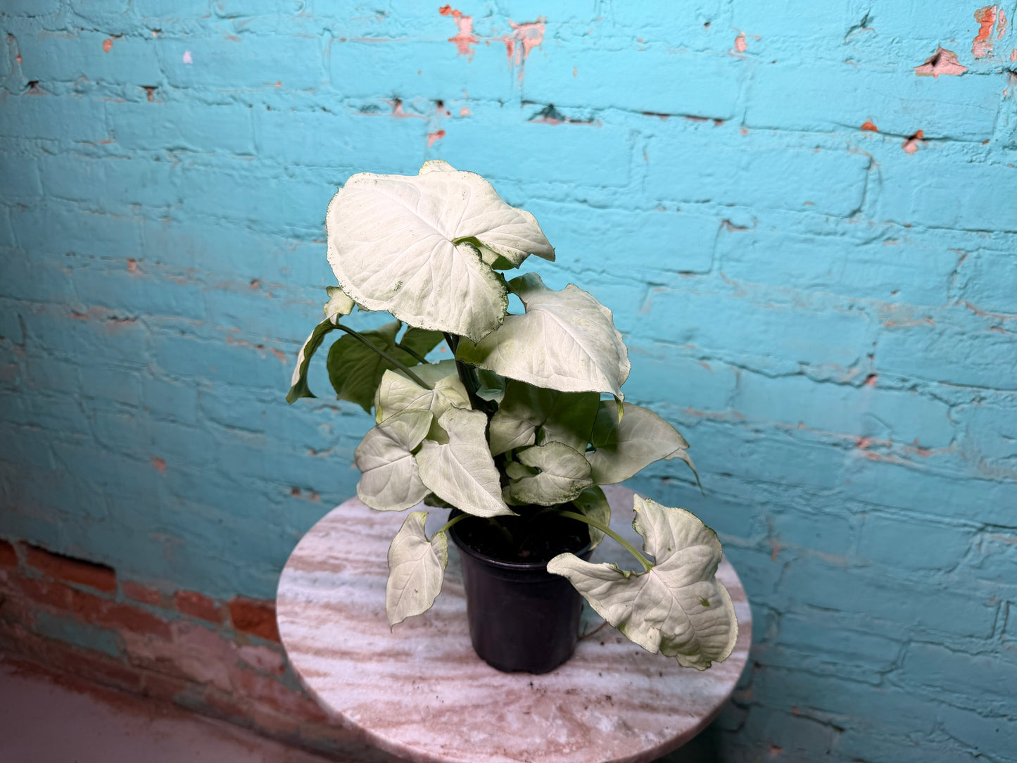 Syngonium ‘Moonshine’