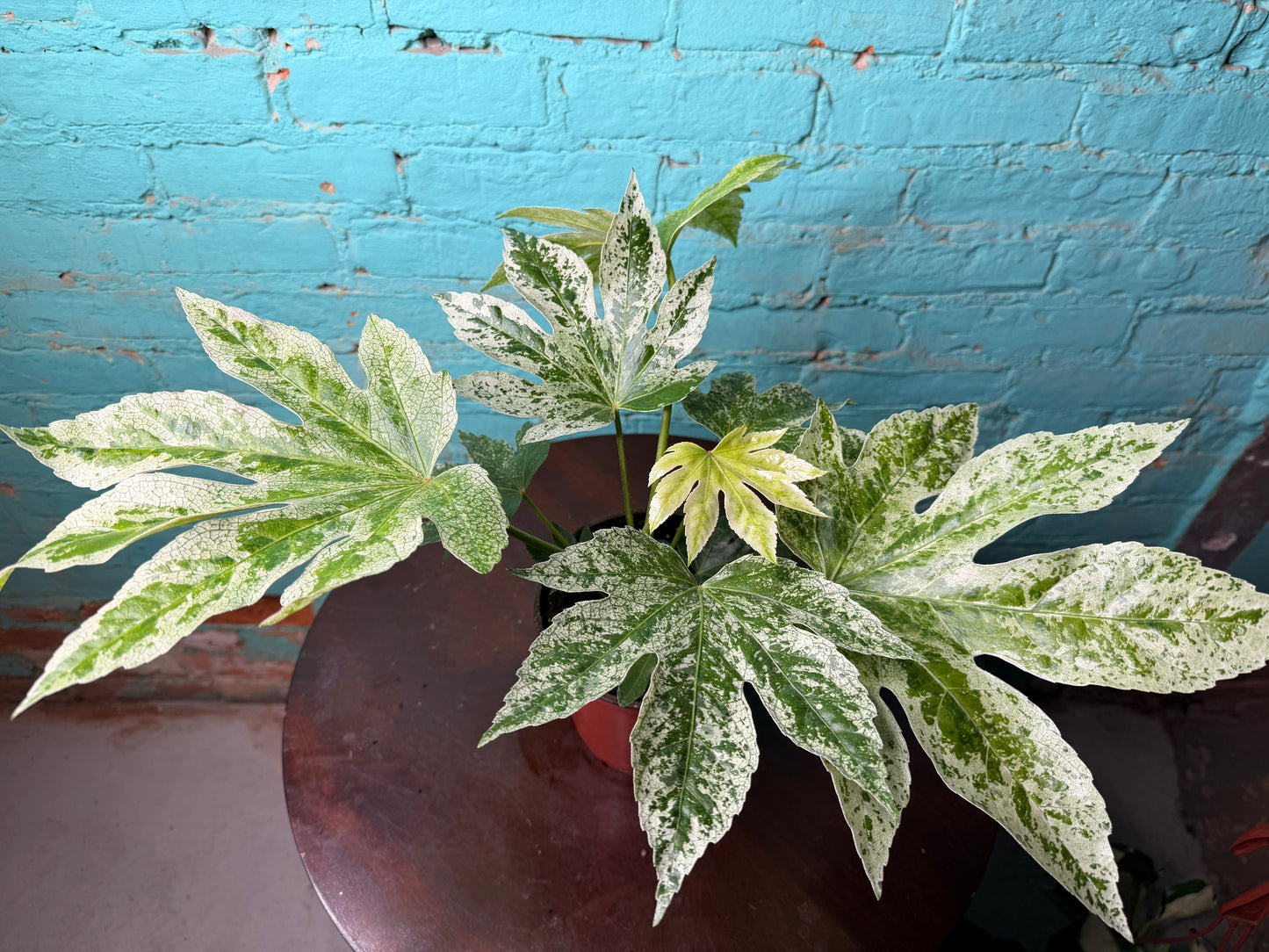 Fatsia Varegated 6”