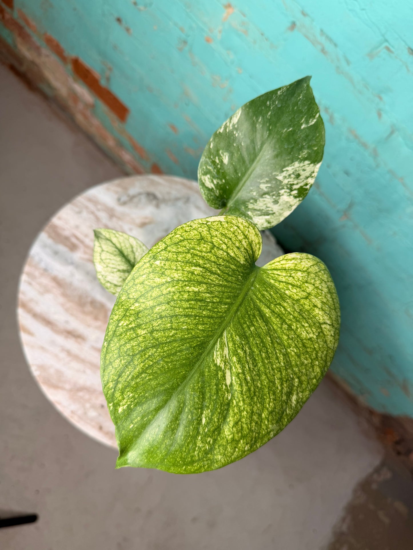 Monstera Deliciosa Mint 4”