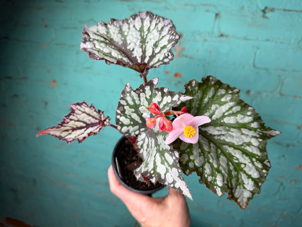 Begonia ‘Summer Storm’  4”