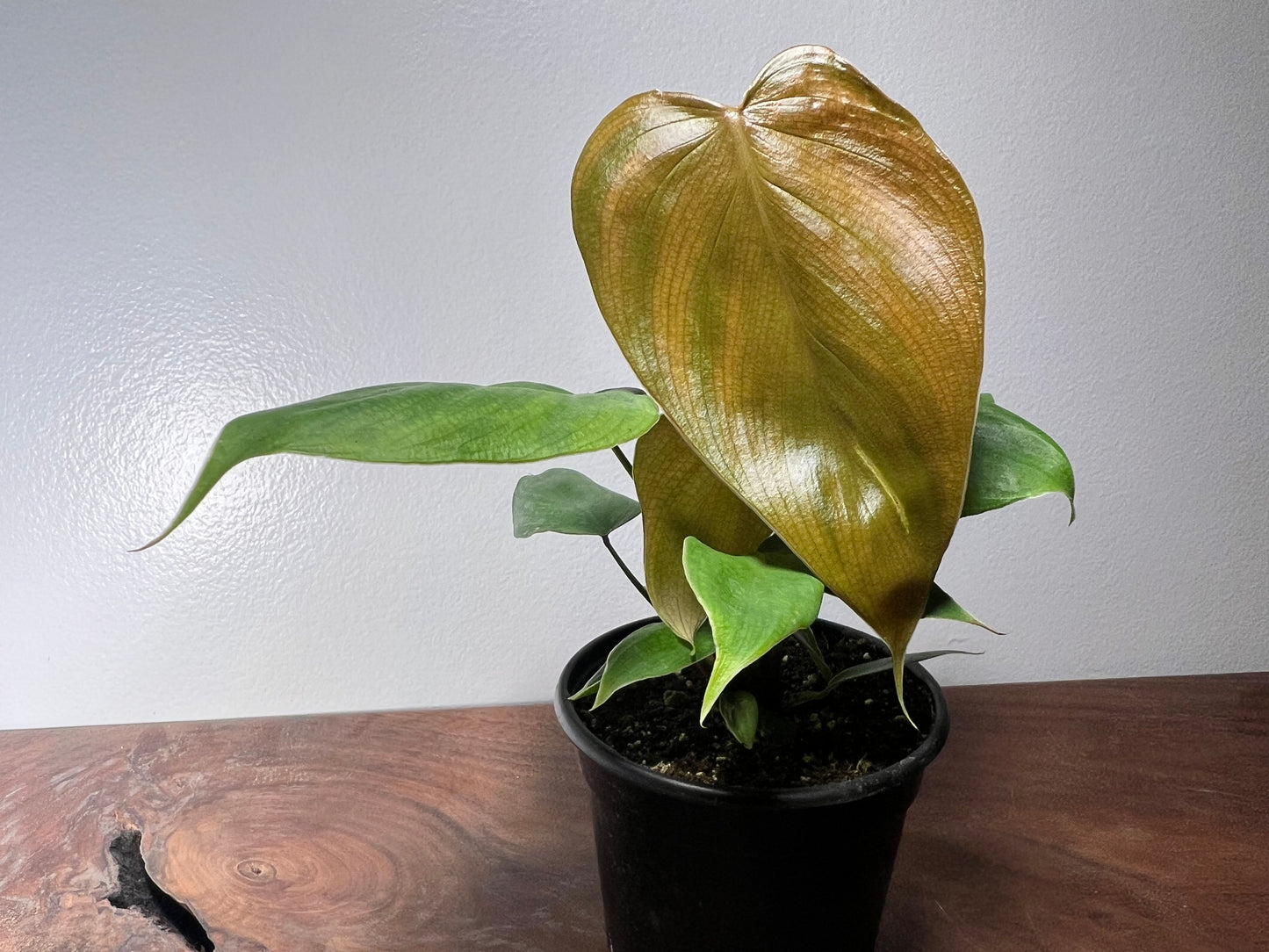 Philodendron Lymanii 4”