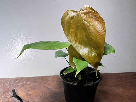 Philodendron Lymanii 4”