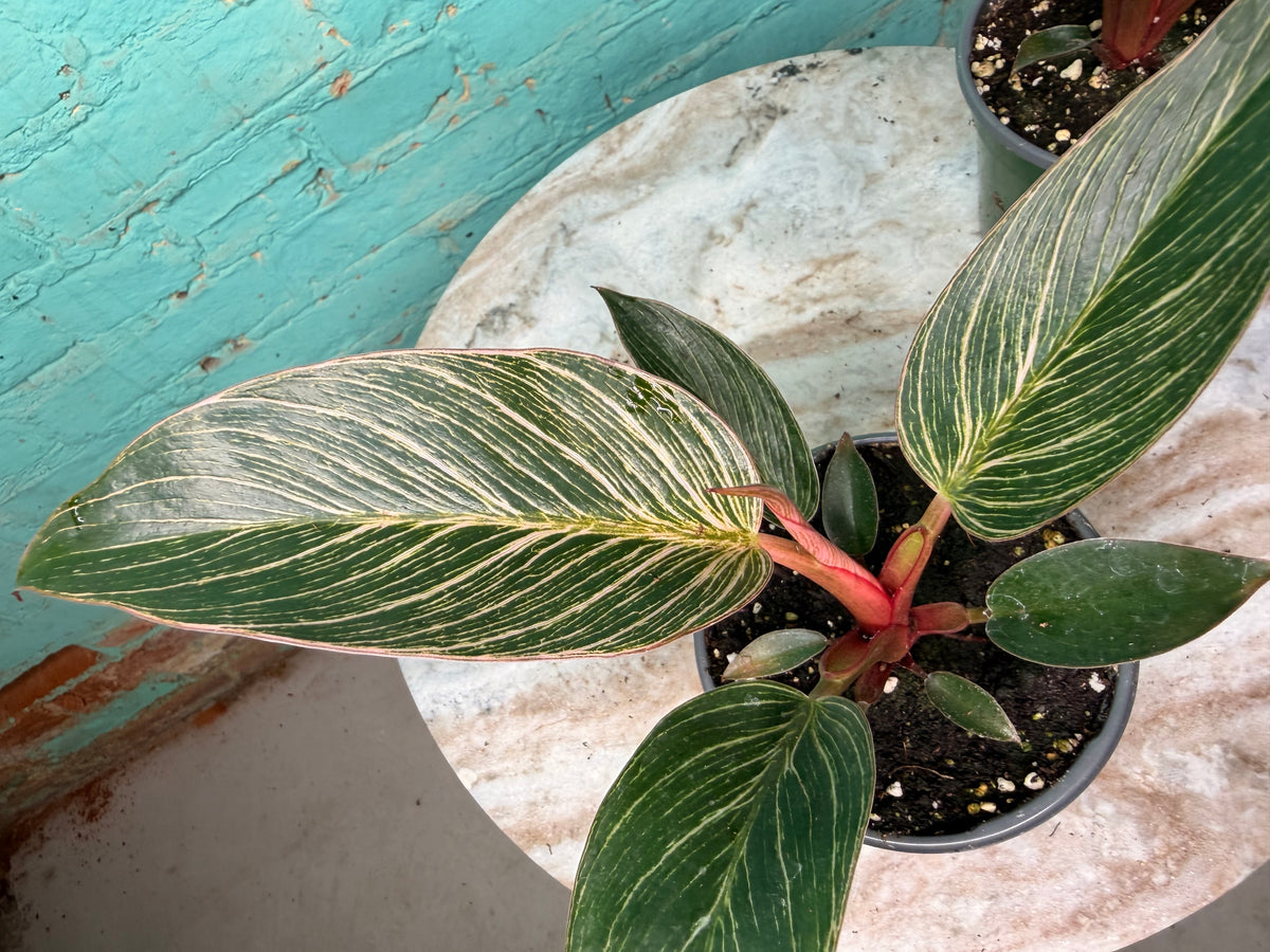 Philodendron Birkin Pink 4” high color