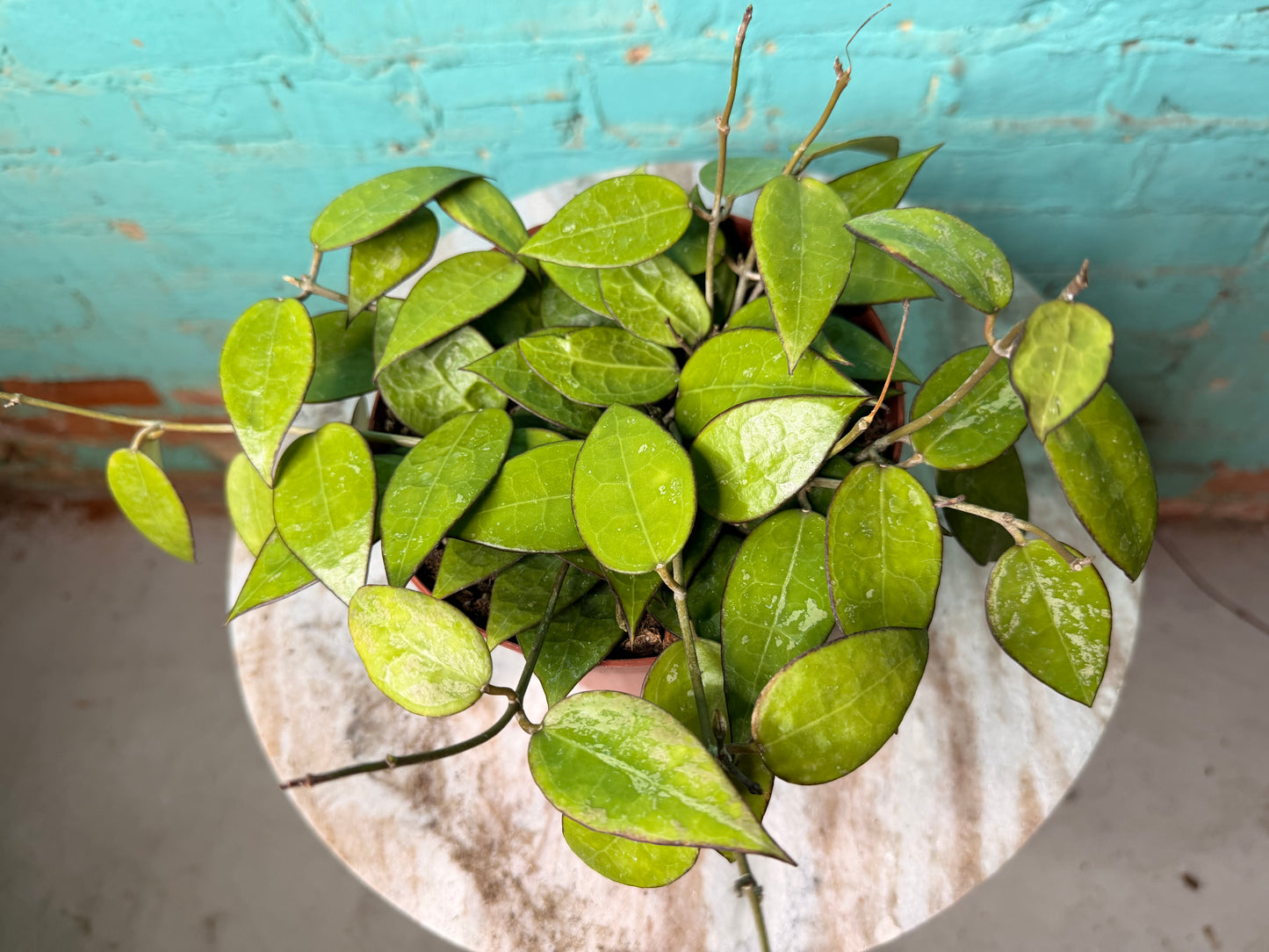 Hoya Quinquenervia 6”