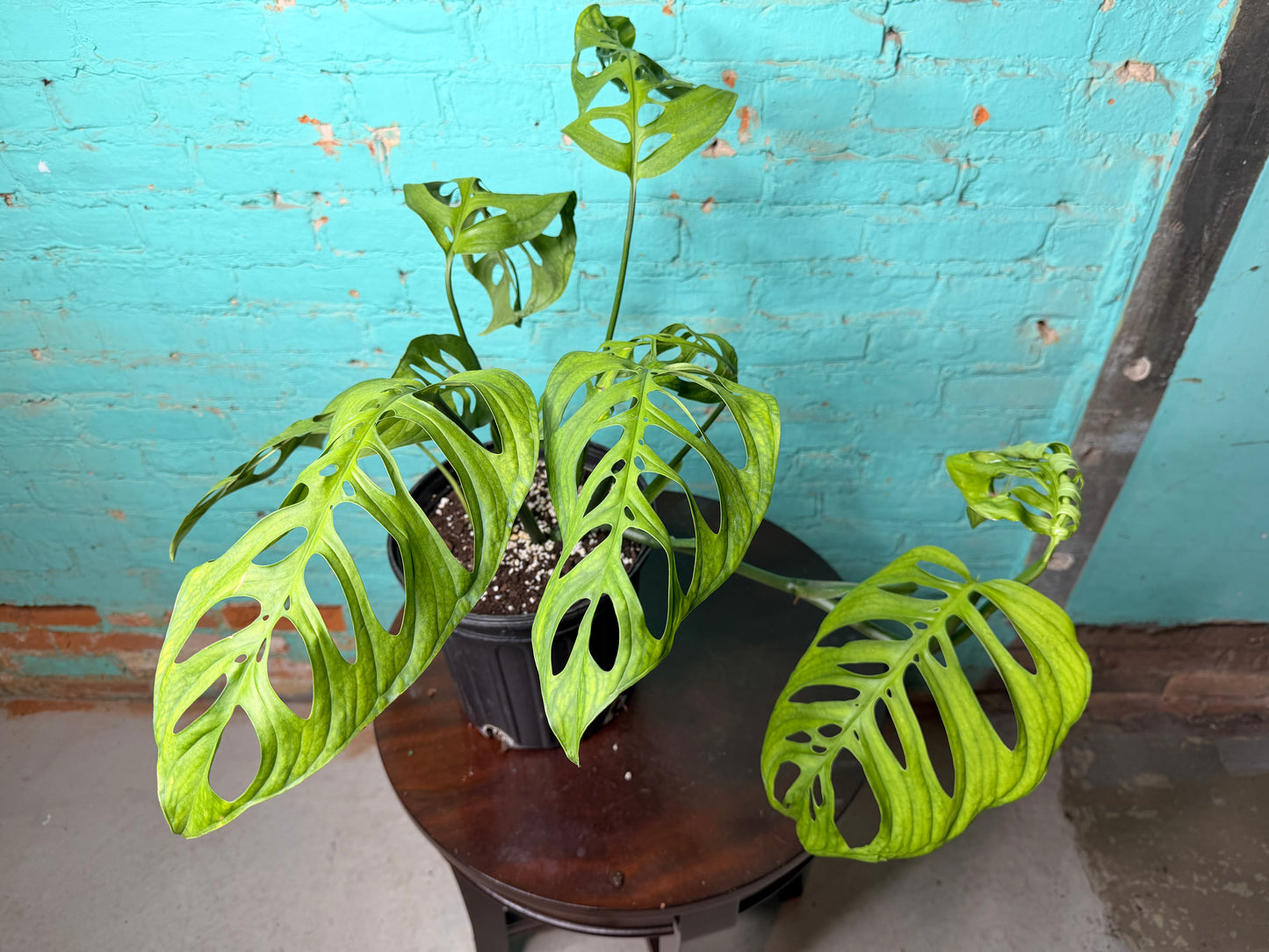 Monstera Esqueleto 10”
