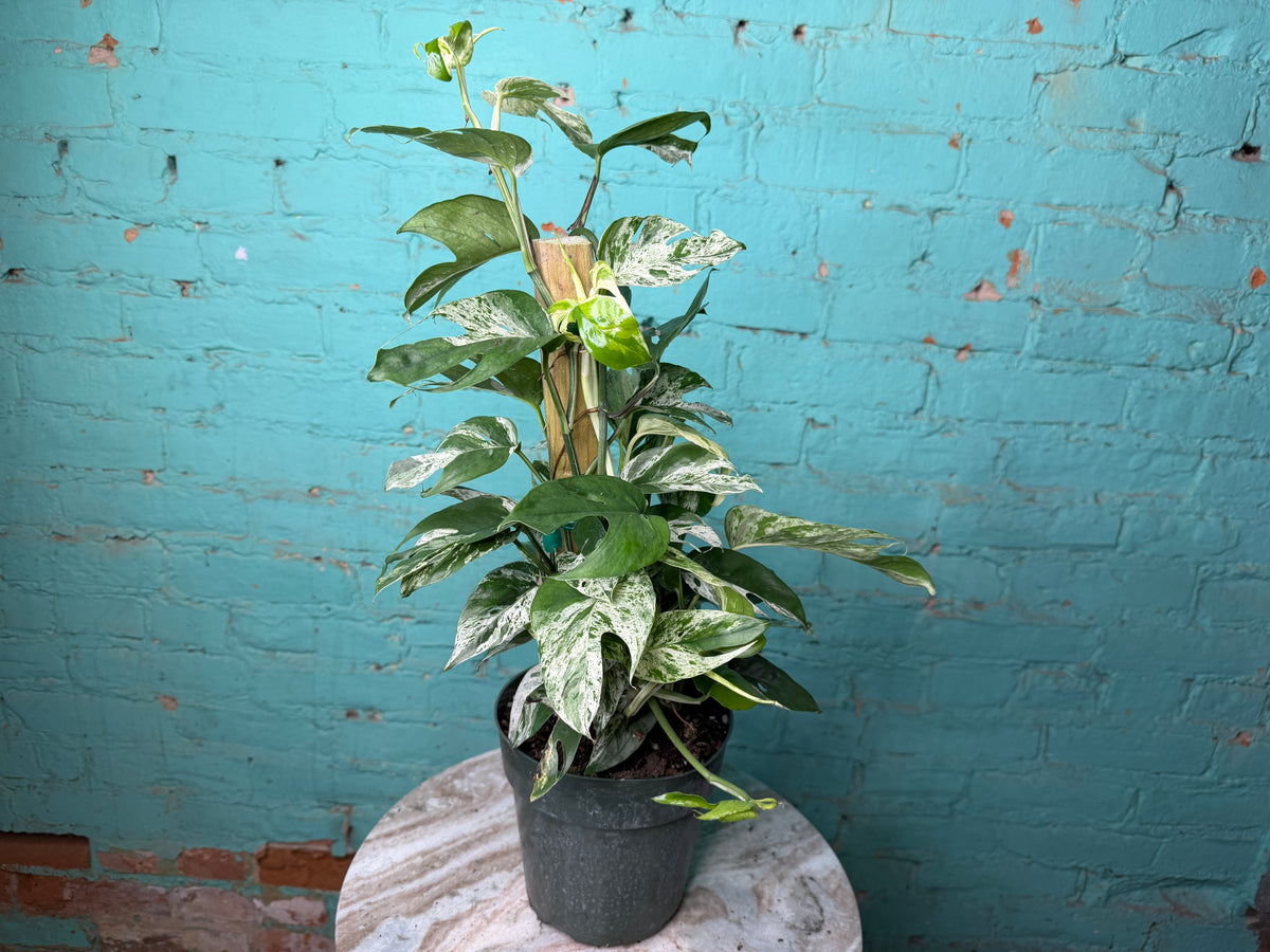Epipremnum Pinnatum Marble Flame 6” totem