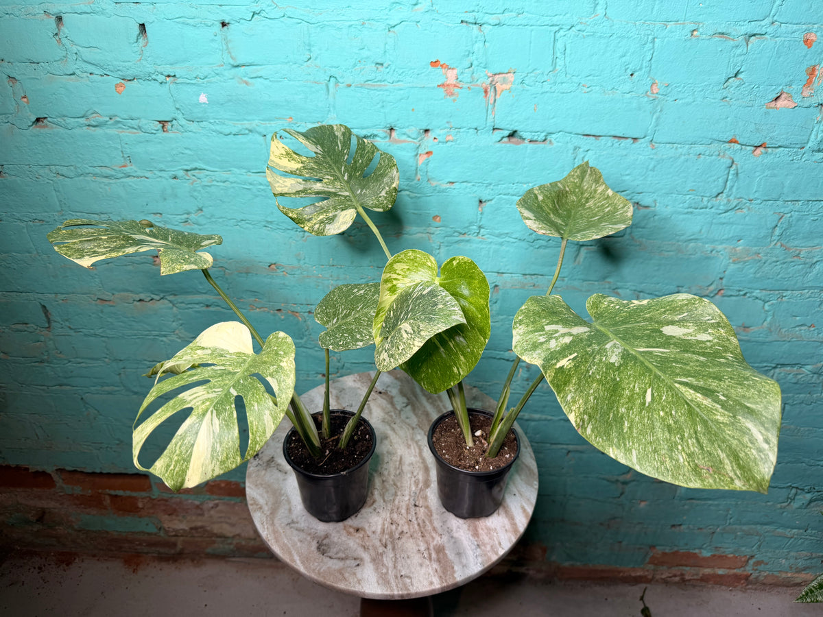 Monstera Legacy 4”