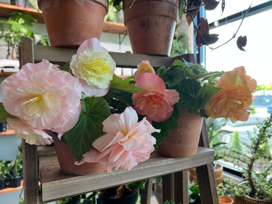 Begonia Non Stop