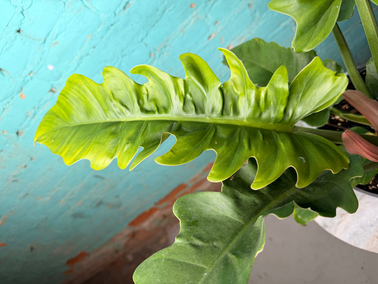 Philodendron Narrow 6”