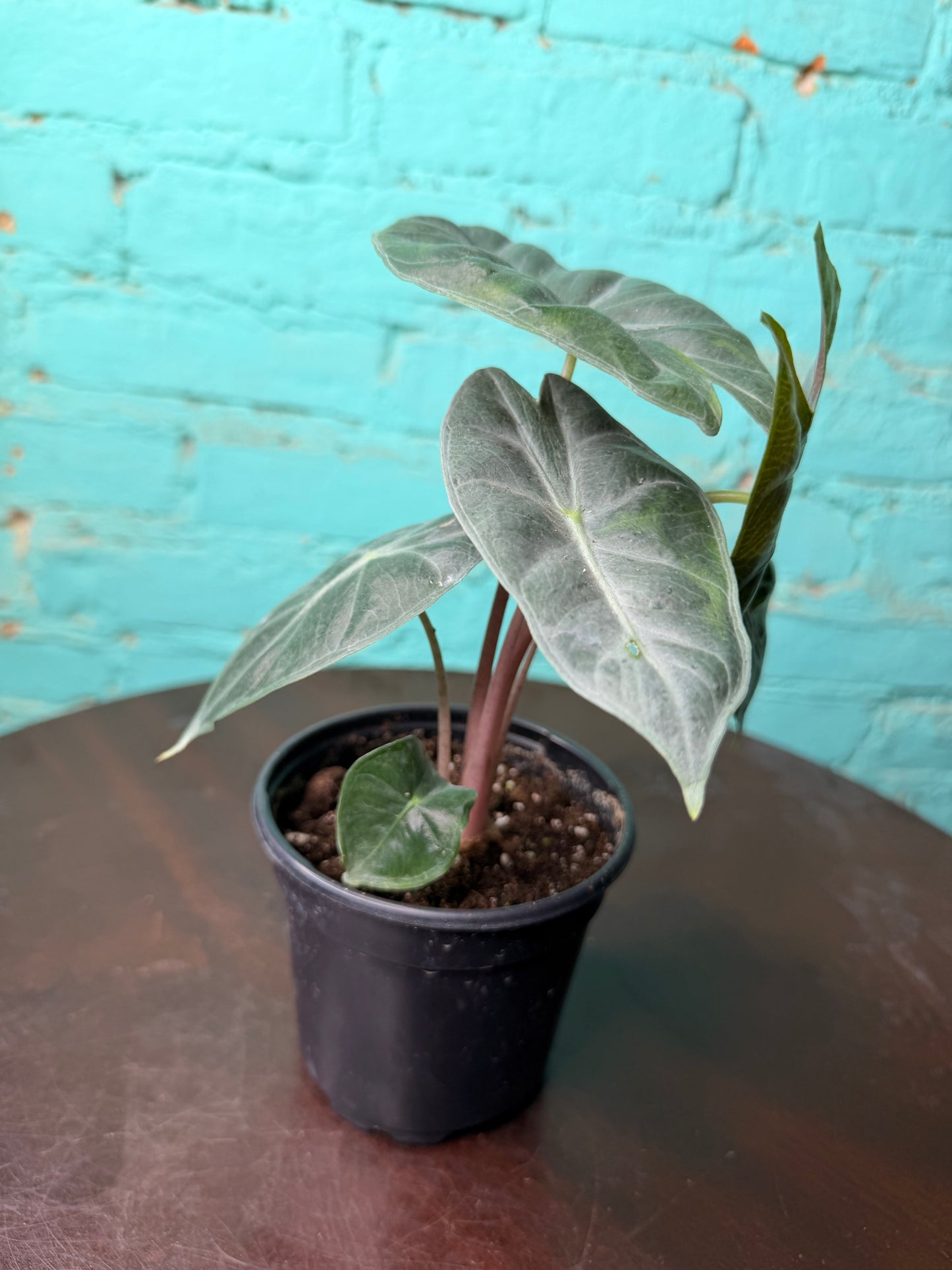 Alocasia Nairobi Nights 4”