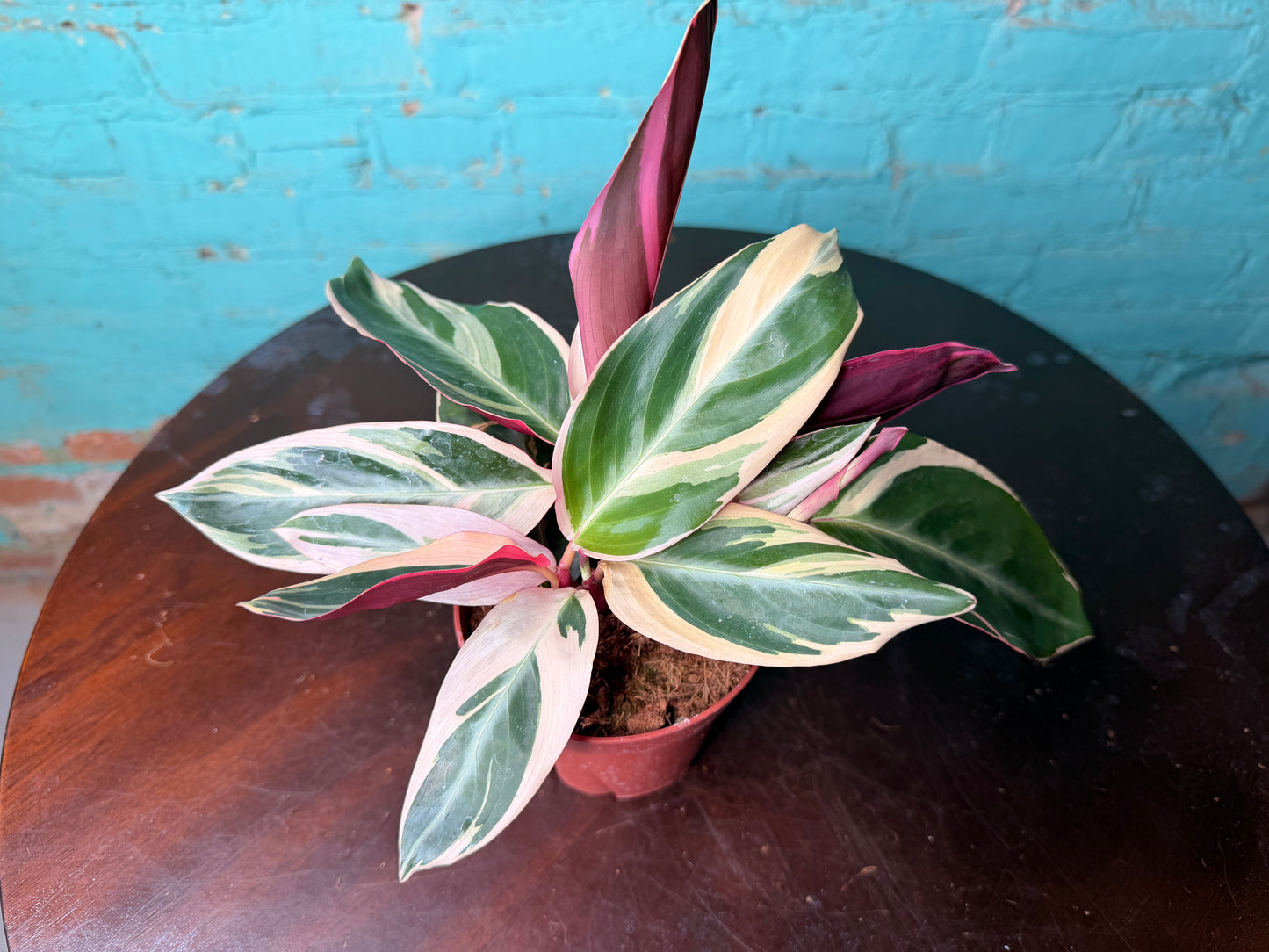 Stromanthe Trio Star 4”