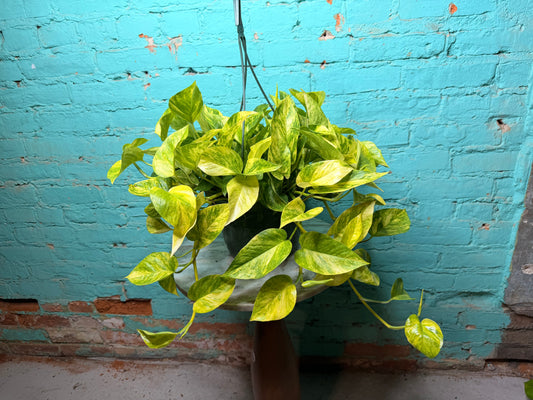 Pothos Neon Queen  8” Basket