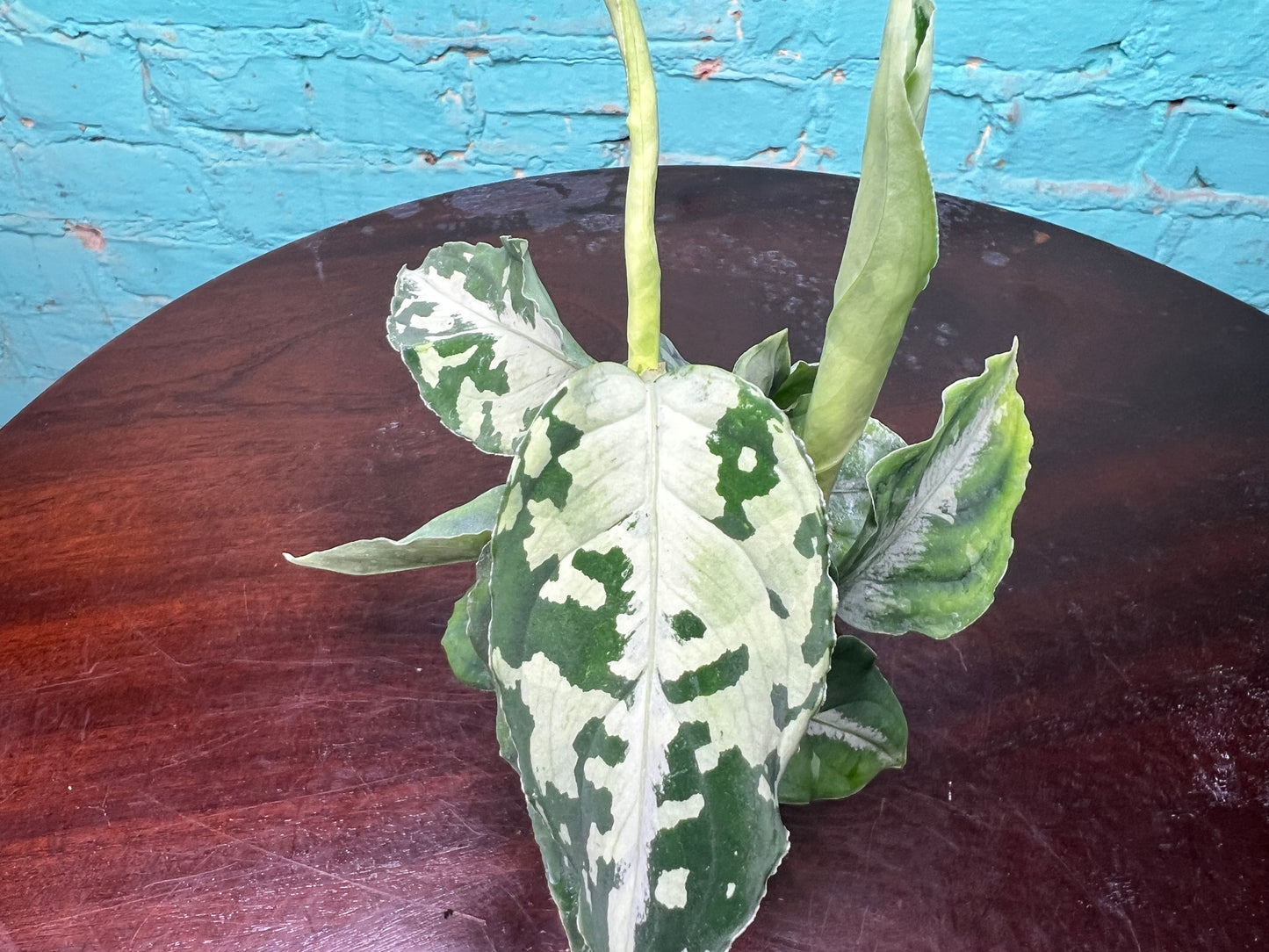 Aglaonema Pictum Whites 3”