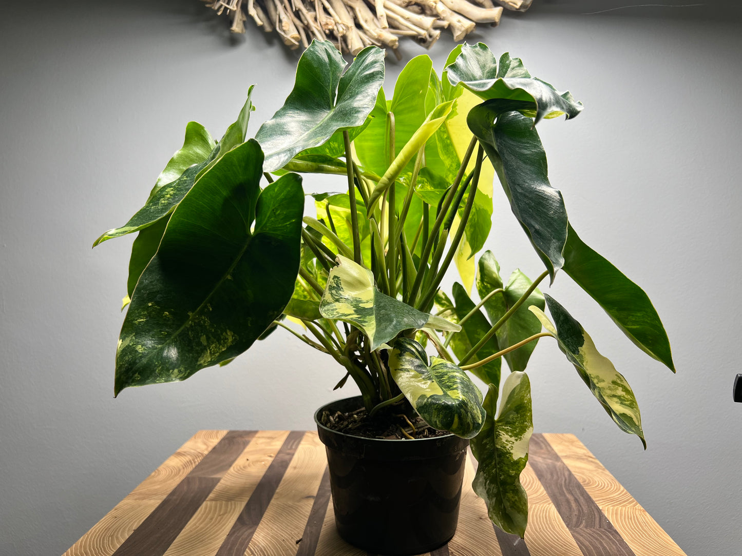 Variegated Burle Marx philodendron full 6”