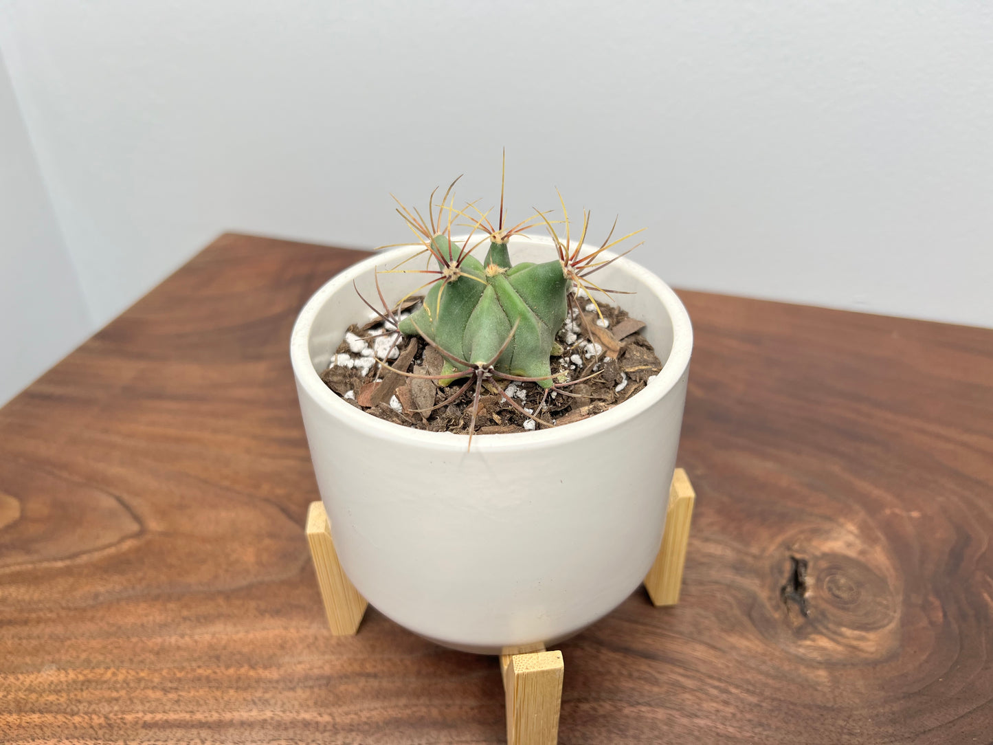 Cactus & standing pot 4”