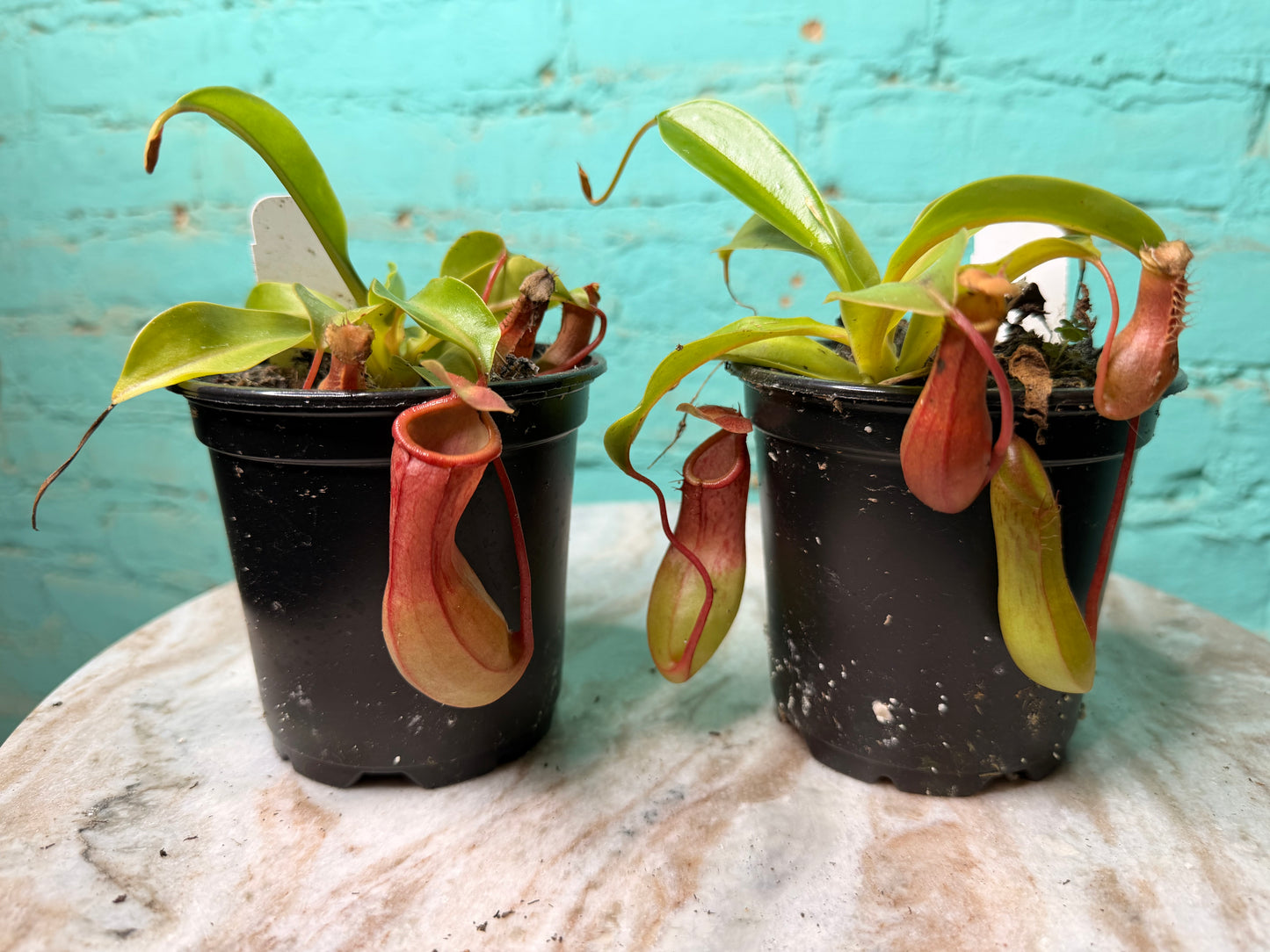 Nepenthes Pitcher Plant “Alata” 4”
