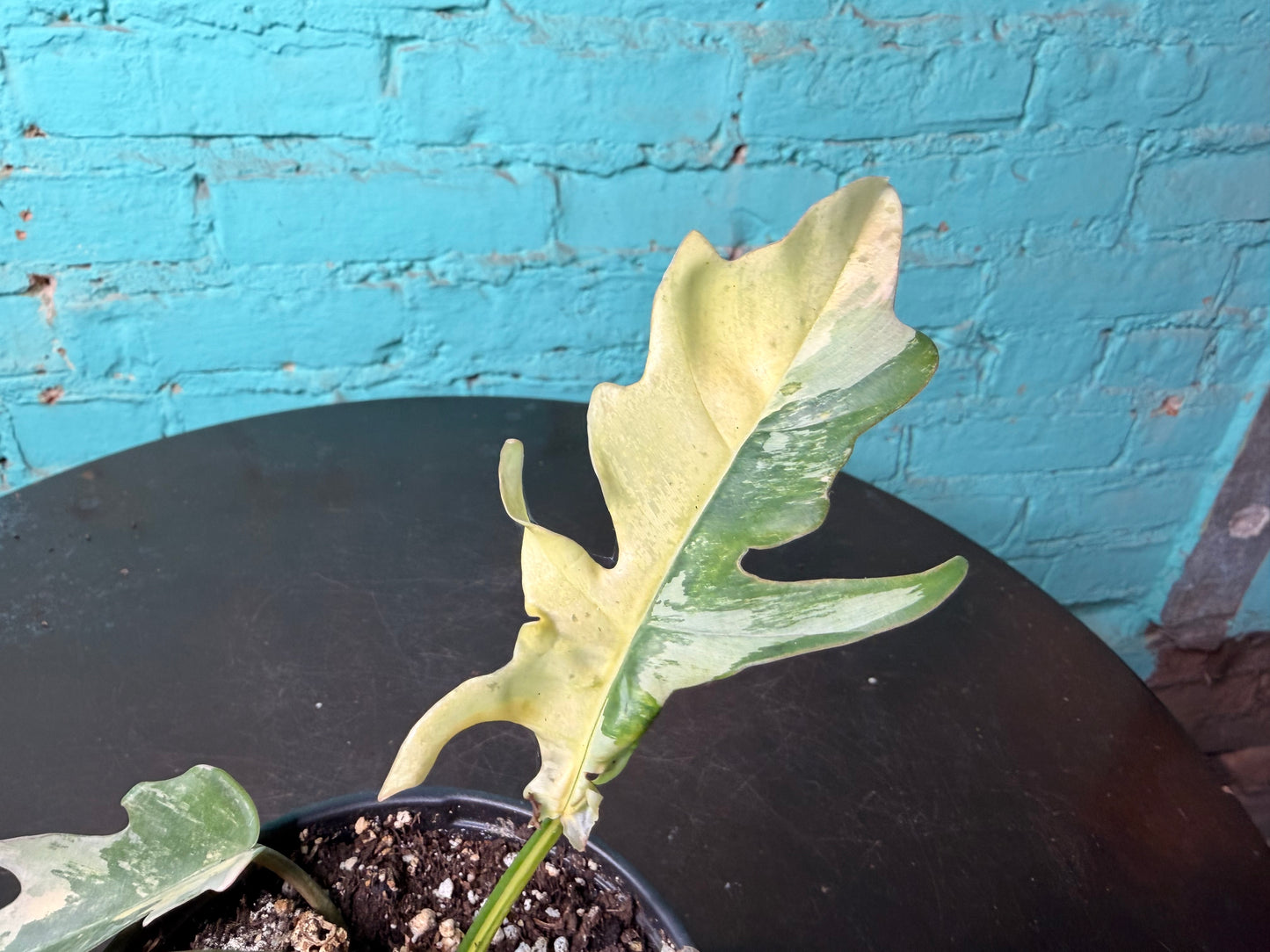 Philodendron Flobe x Tortum 4”