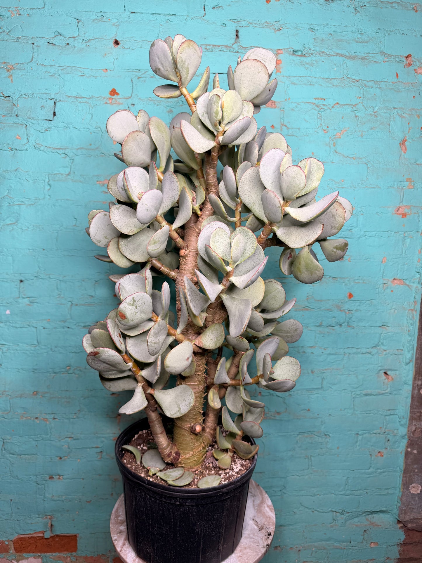 Jade Silver Dollar 10”