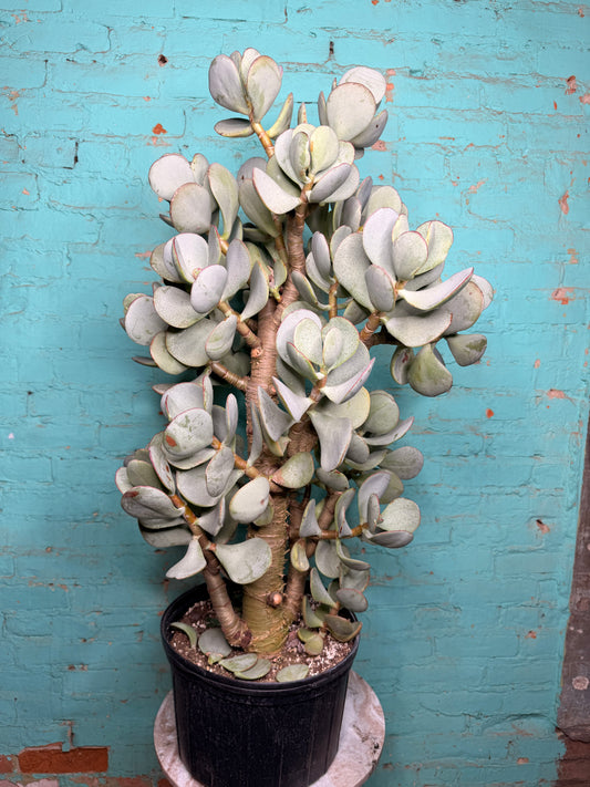 Jade Silver Dollar 10”