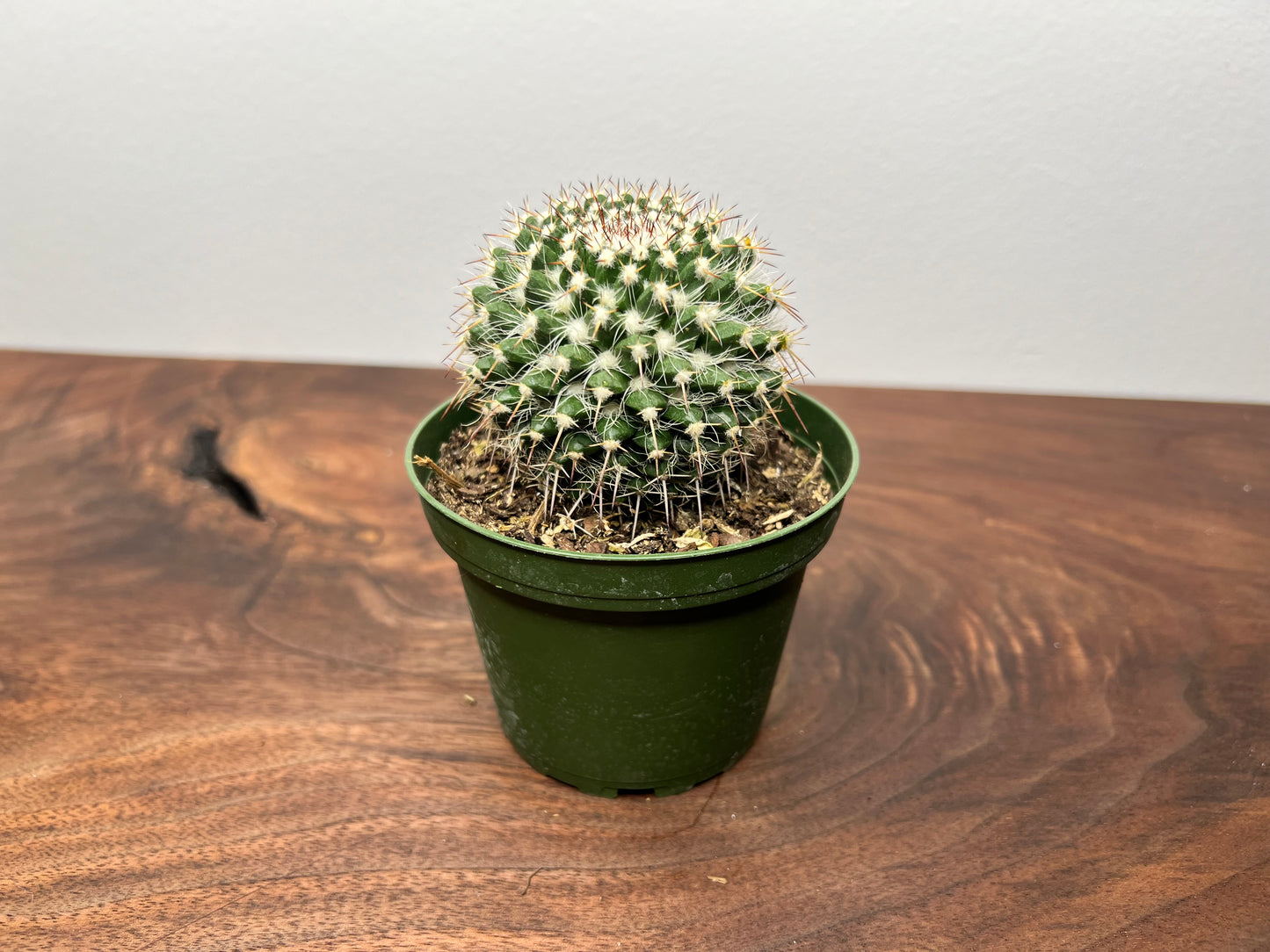 Cactus 4”