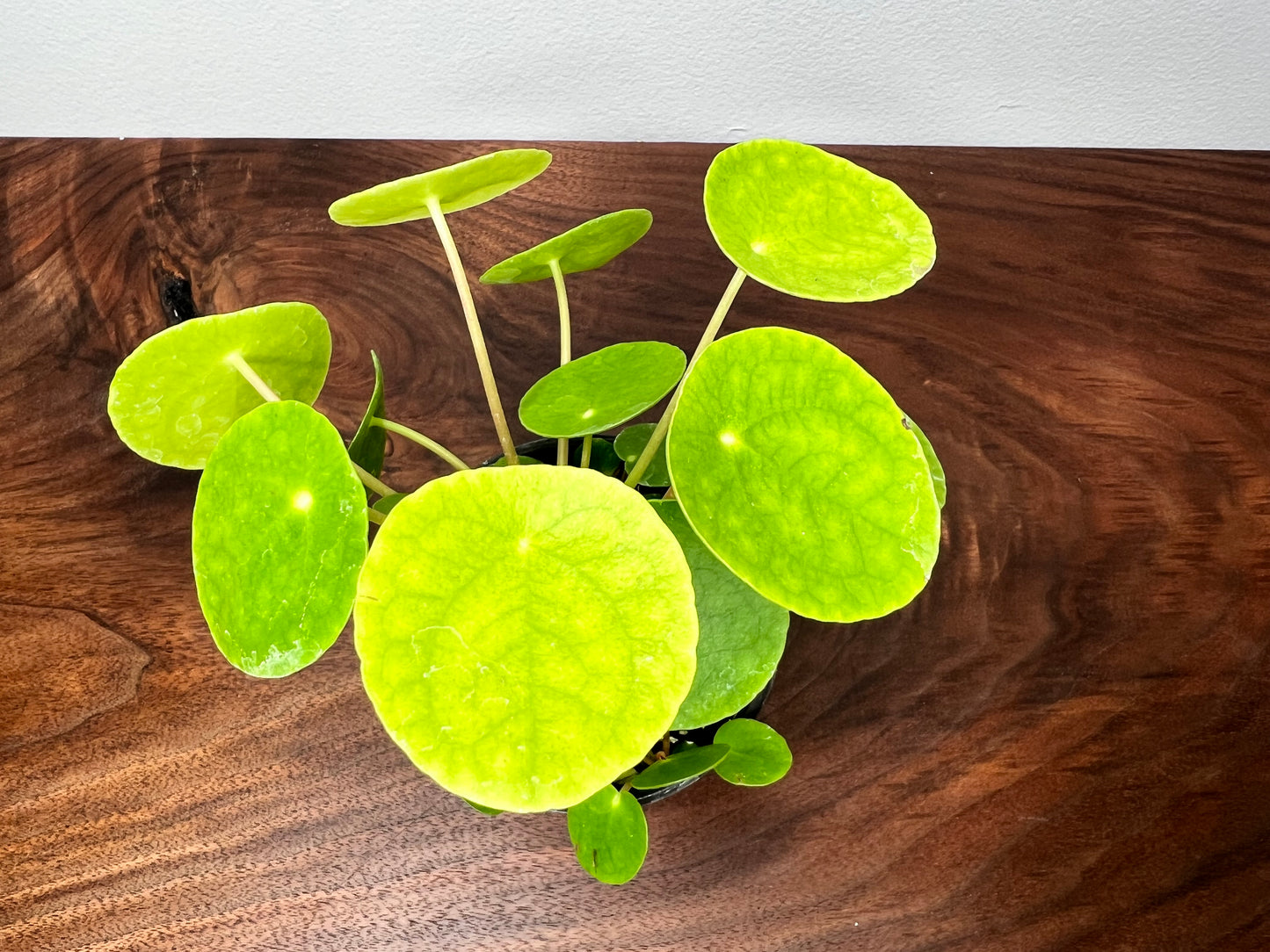 Pilea Peperomioides (4inch)