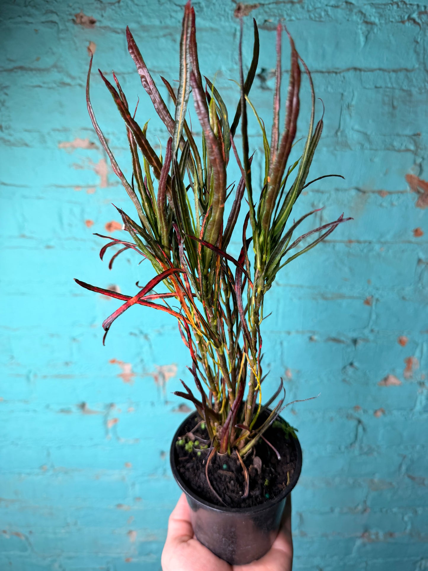 Croton Paintbrush 4”
