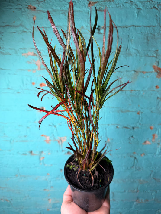 Croton Paintbrush 4”