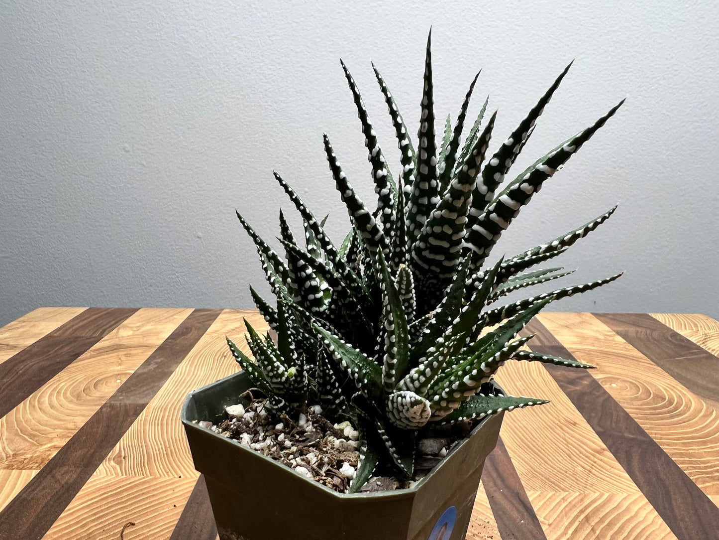 Haworthia -Lizard Tail