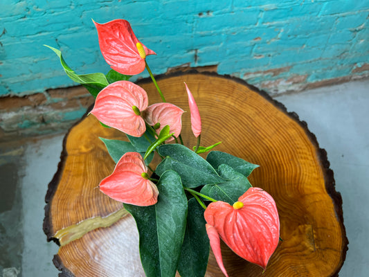 Anthurium 4”