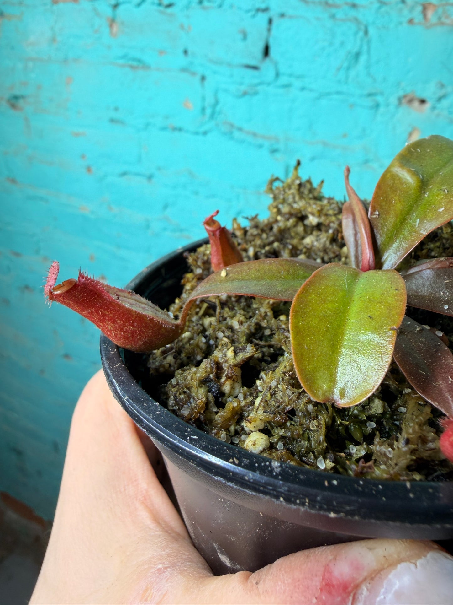 Nepenthes Pitcher Plant “Lady Luck ” 4”
