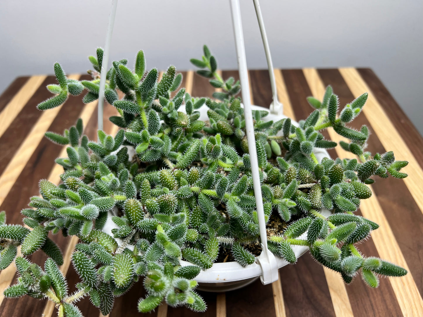 Pickle Plant 6” basket