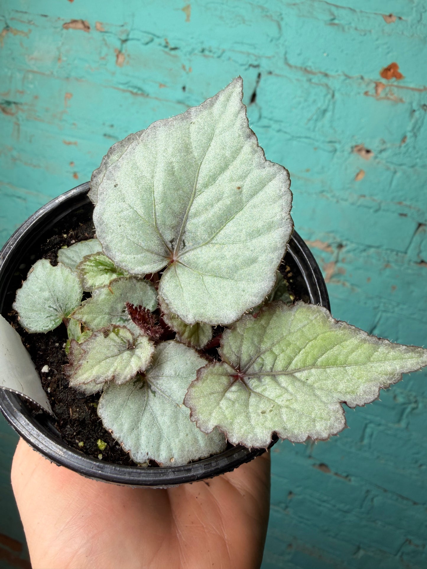 Begonia Rex “Fiji” 4”