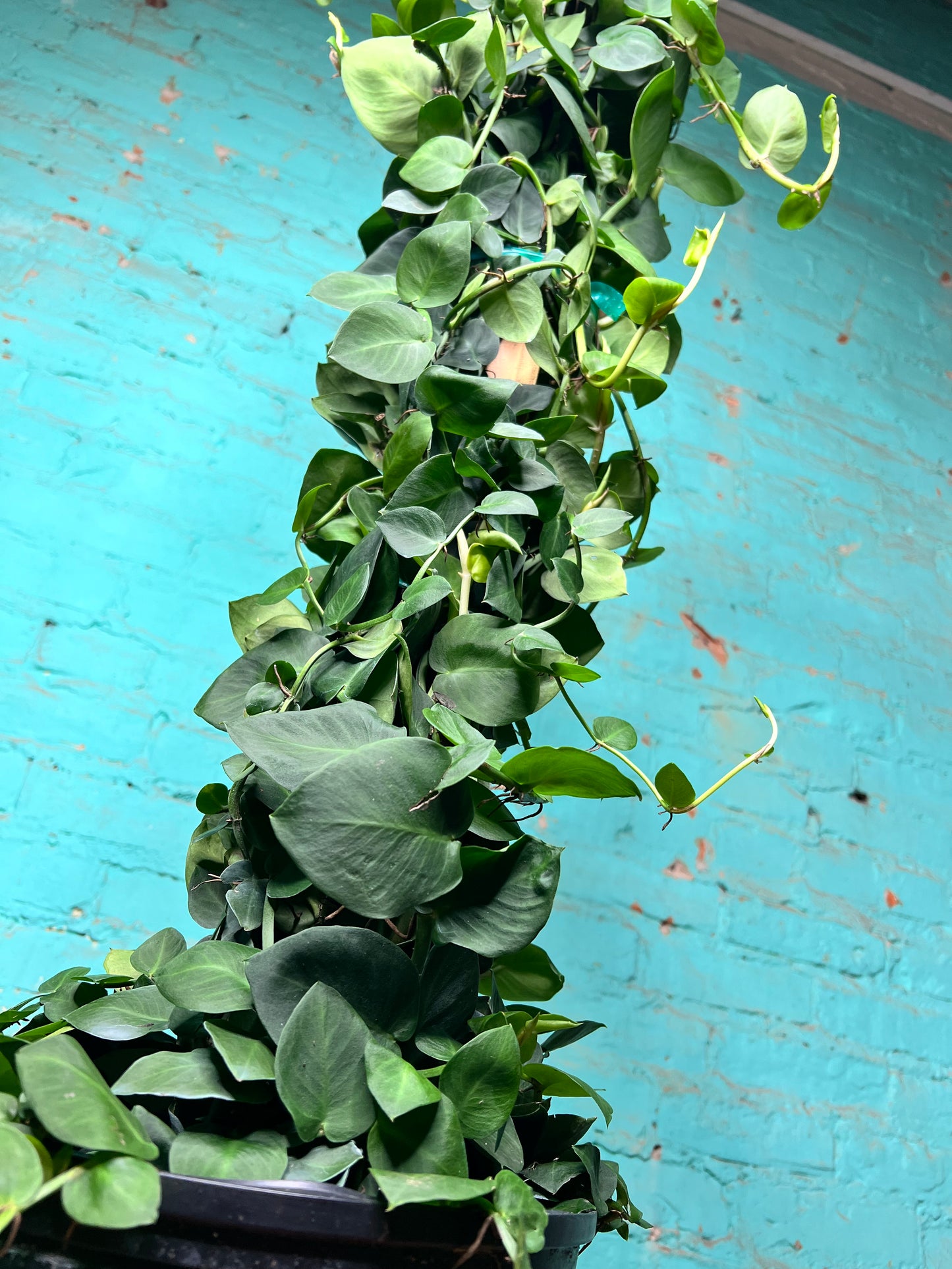 Philodendron Rhaphidophora korthalsii