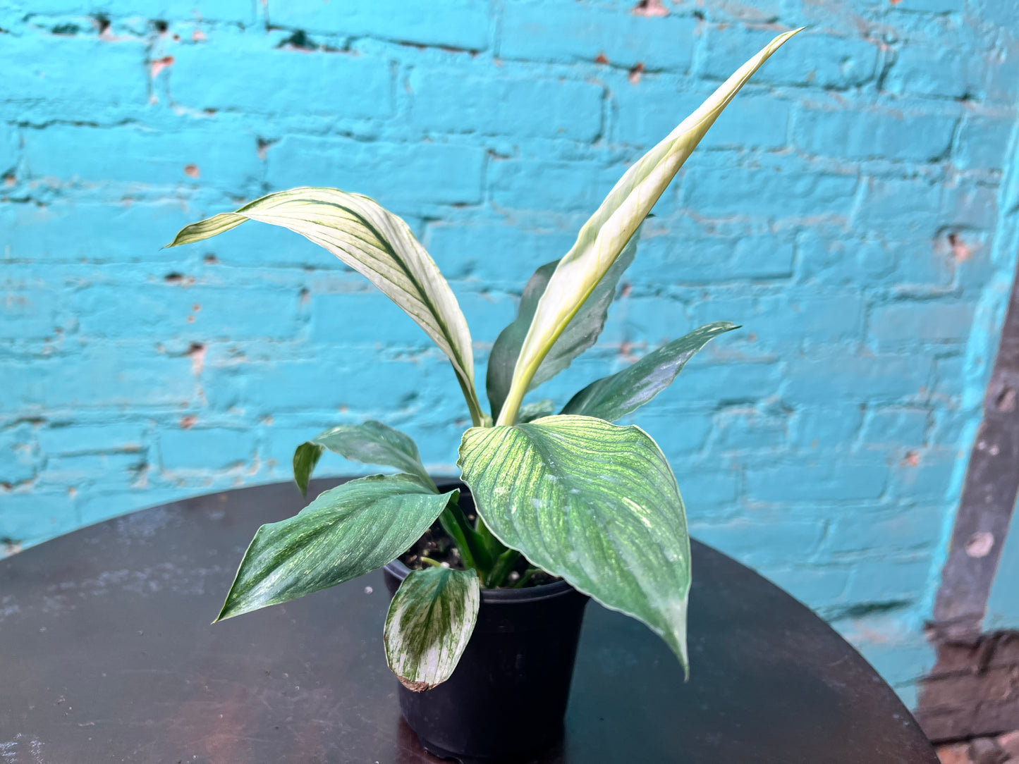 Spathiphyllum Sensation Mint 4”