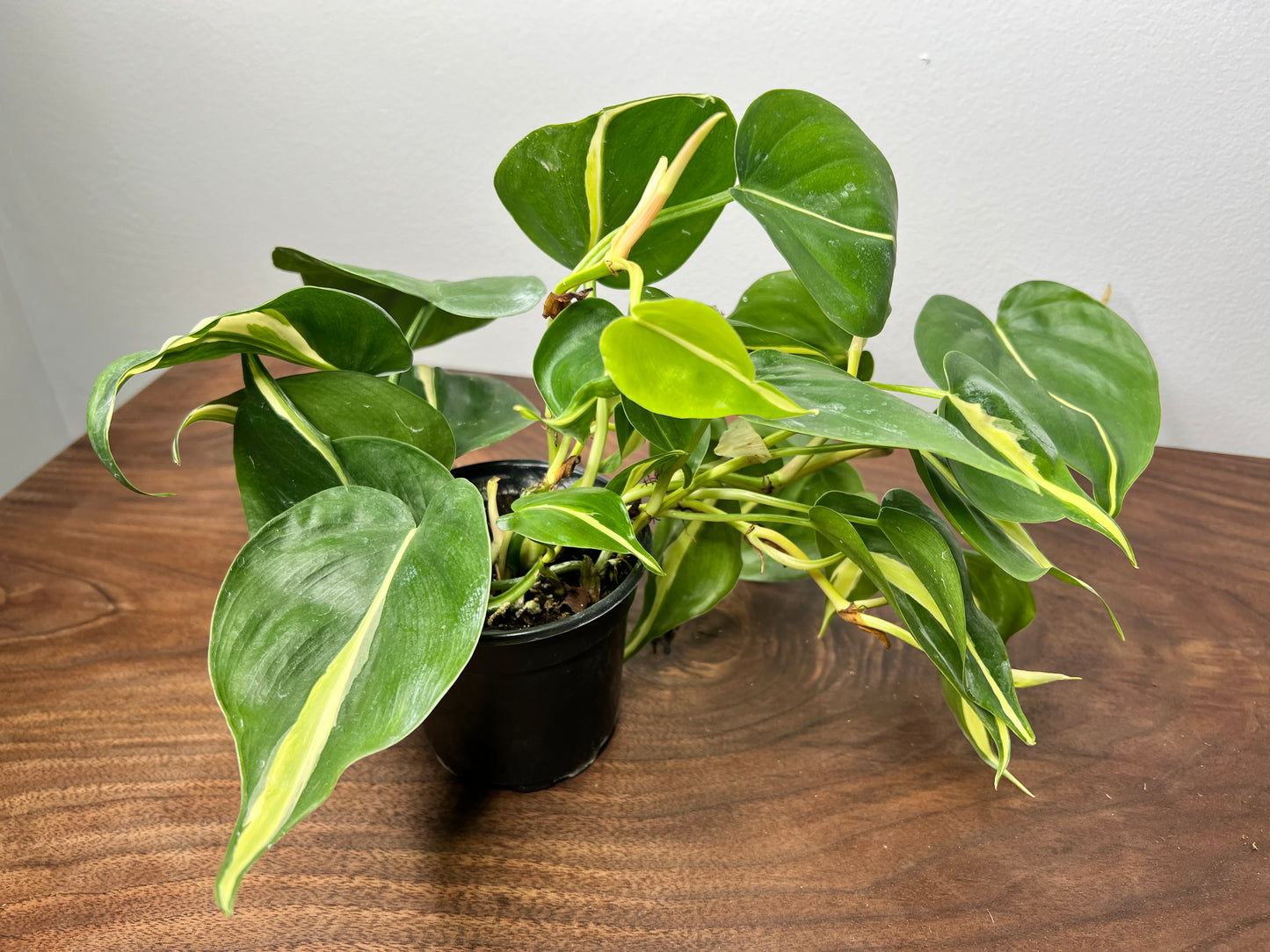 Philodendron Silver stripe