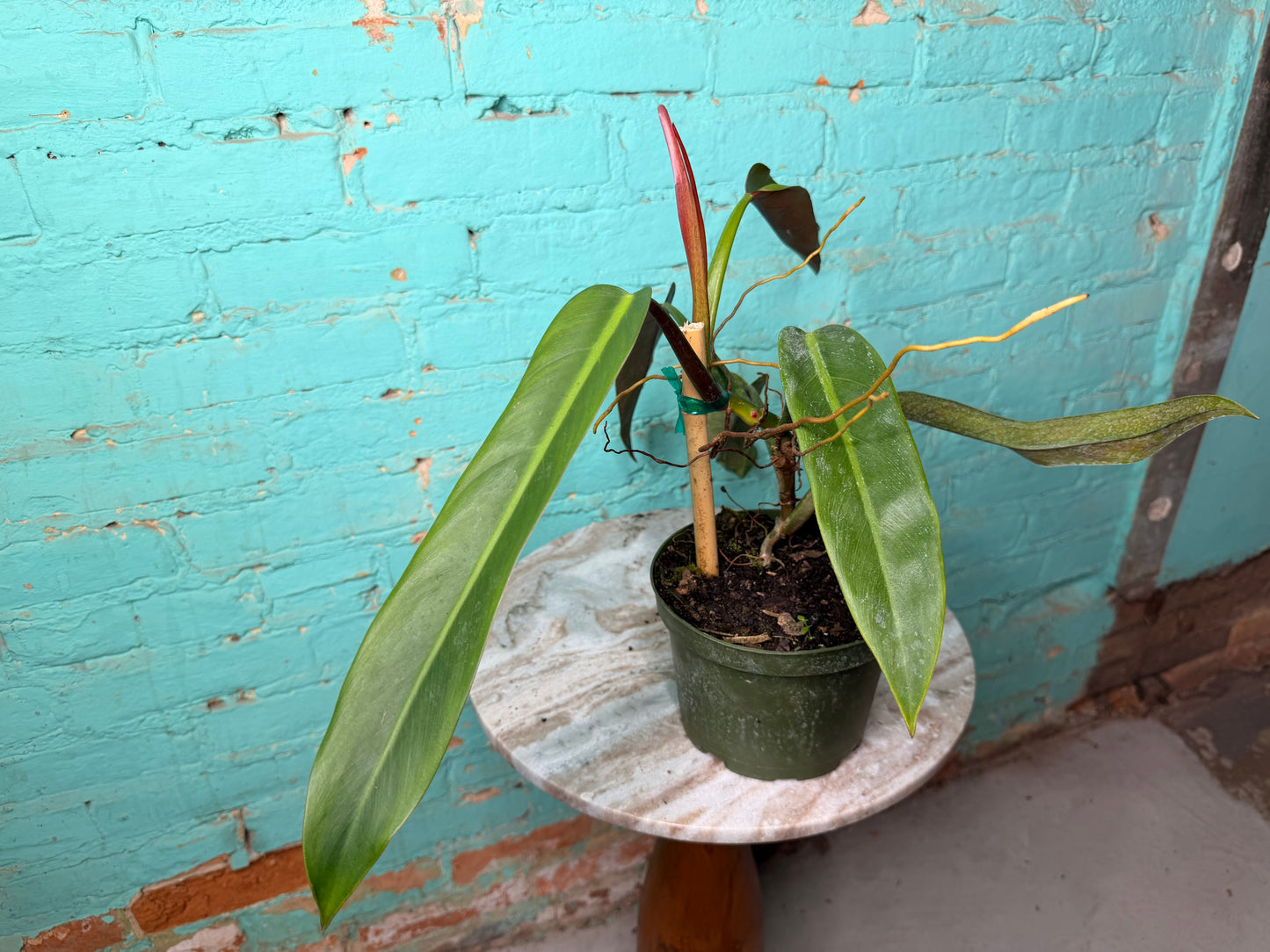 Philodendron Bicolor 6”