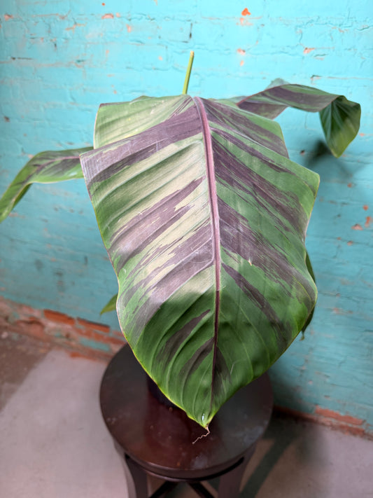 Banana Plant Ever Red 10”