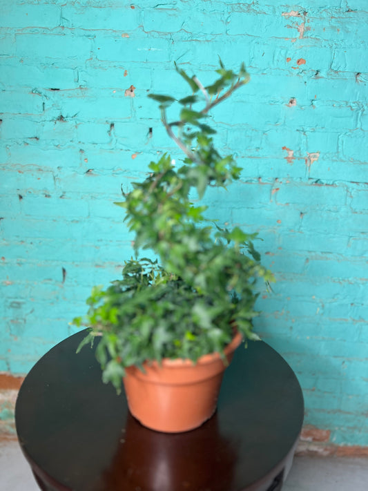 Ivy Topiary spiral 8”