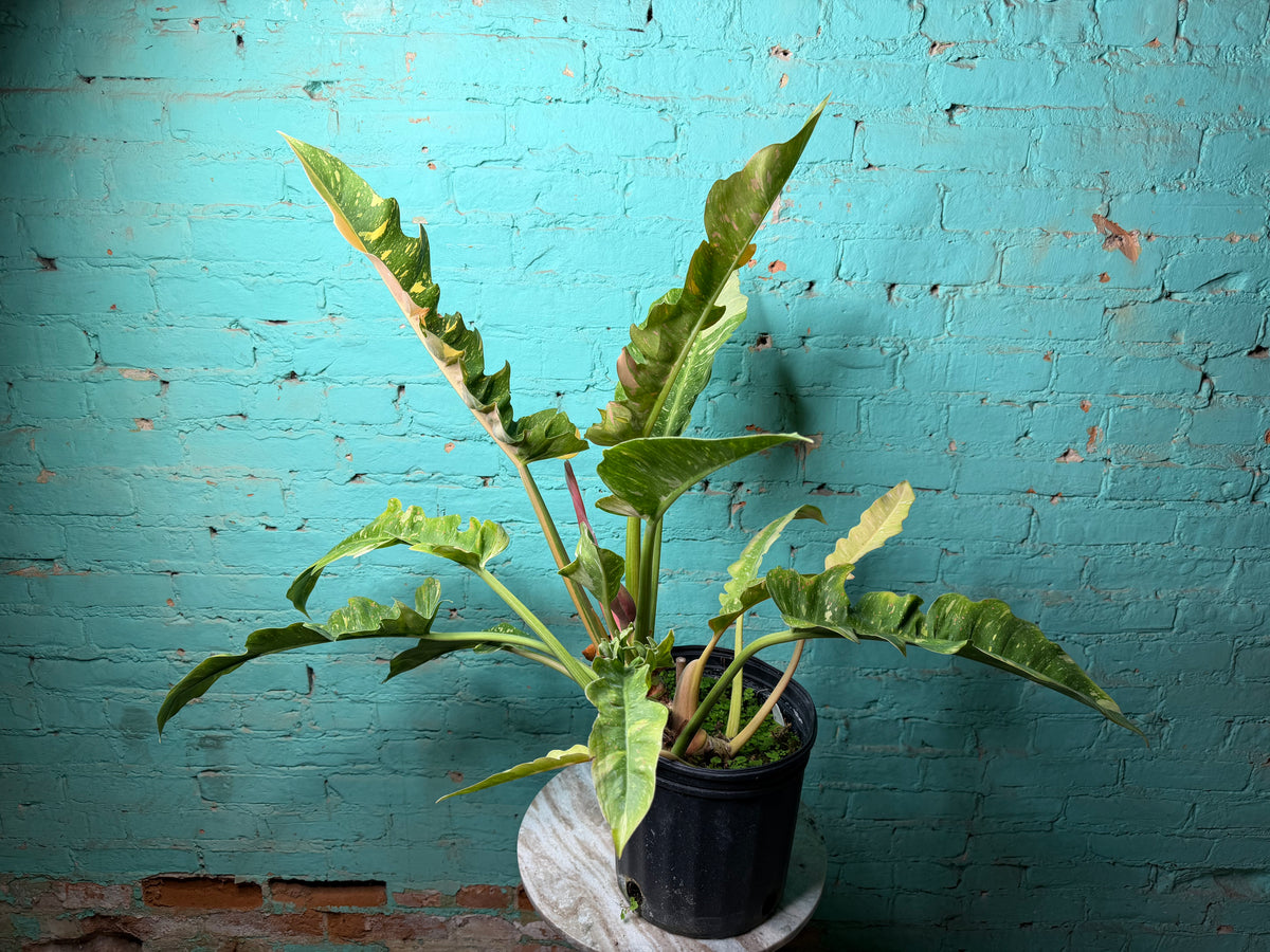 Philodendron Ring of Fire 10”