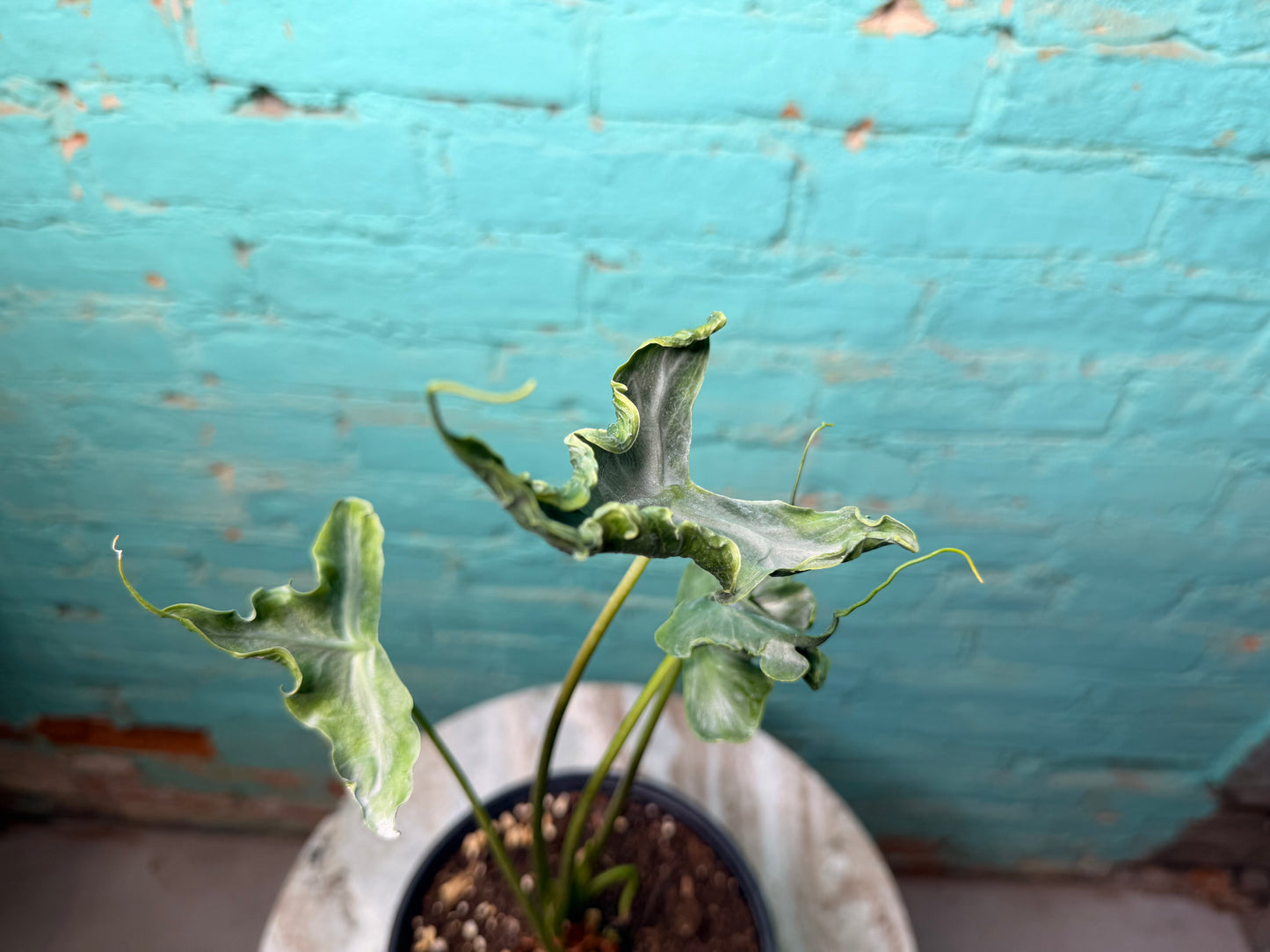 Alocasia Teletubby 6”