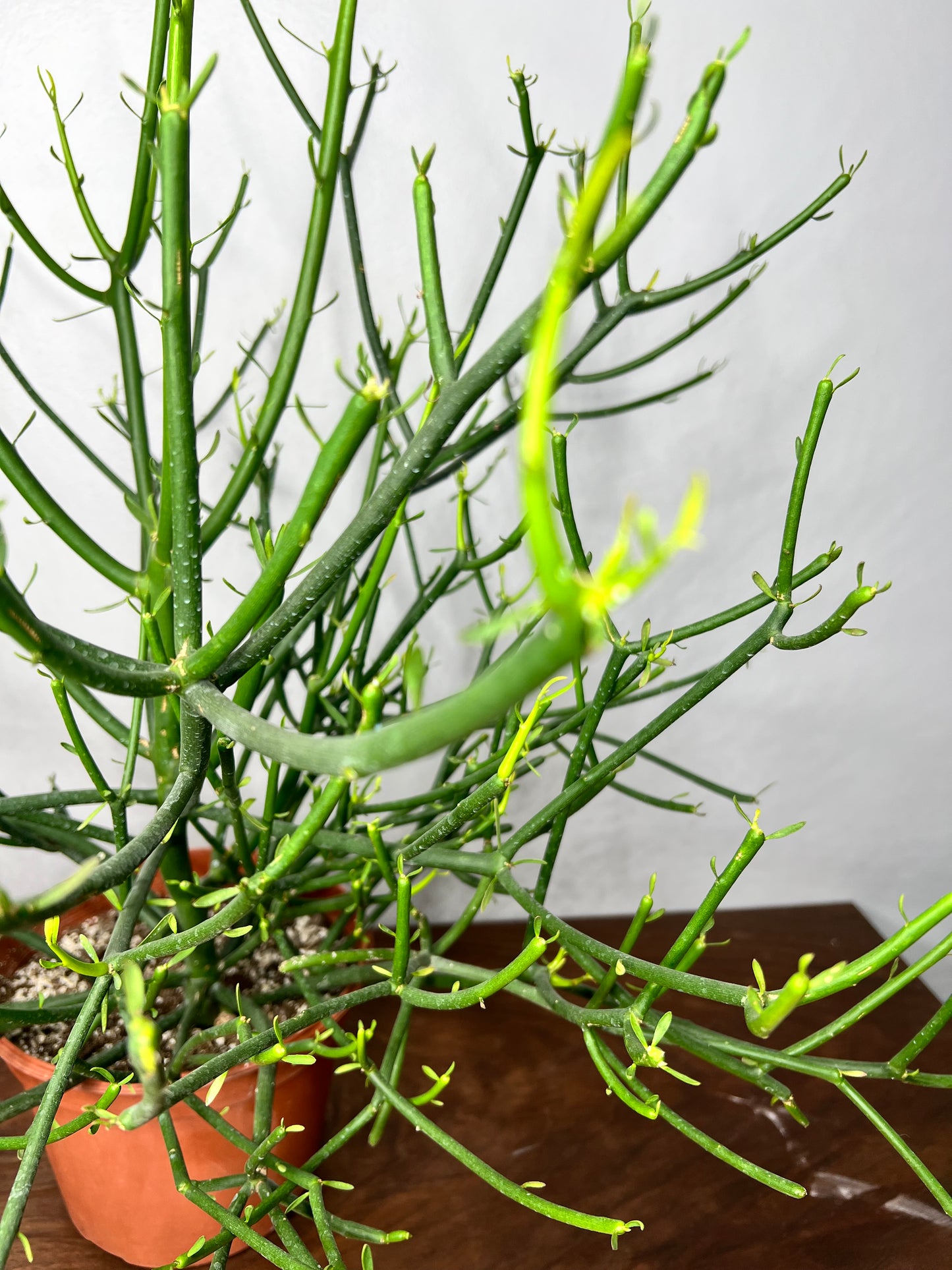 Pencil Cactus 6”