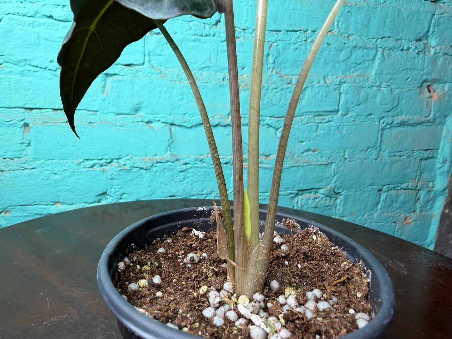 Alocasia Nobilis 4”