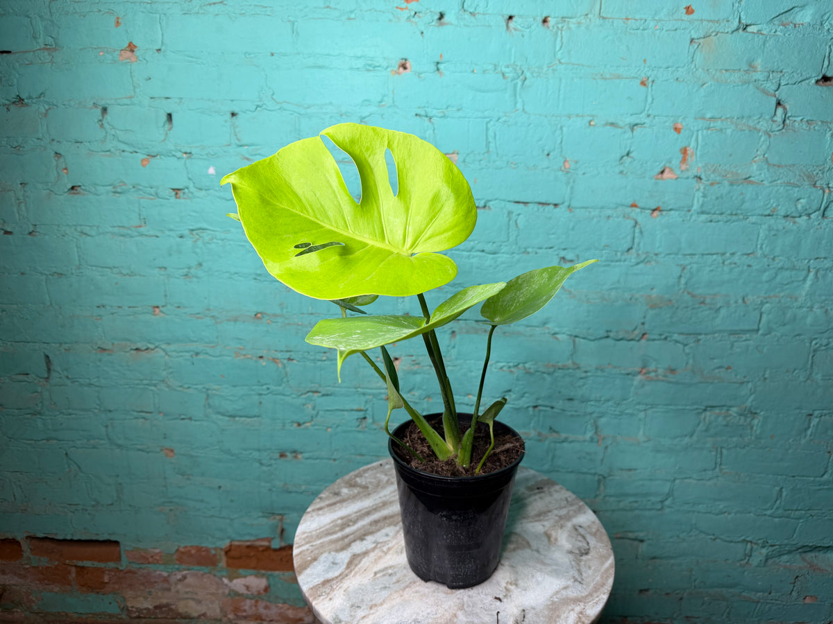 Monstera Deliciosa Golden Compacta 6”