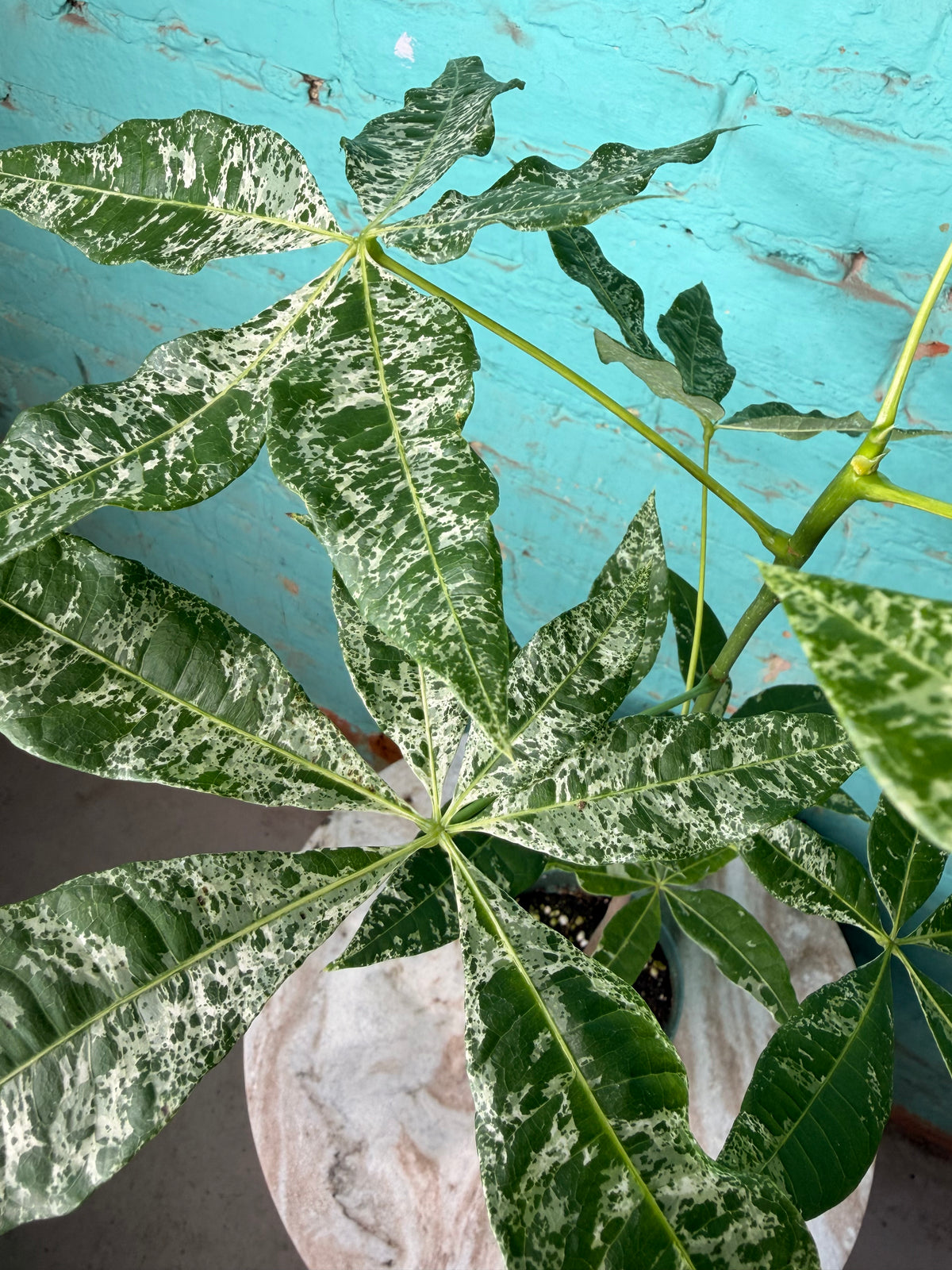 Money Tree Variegated 4”