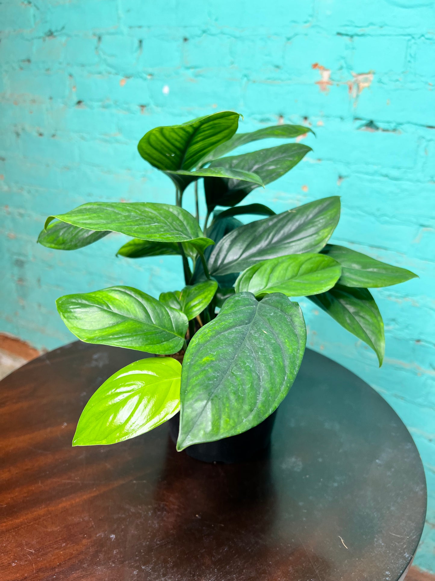 Monstera Black Onyx 6”